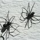 Spinnen an der Wand