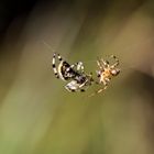 Spinnen bei der Paarung