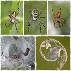 Spinnen-Collage