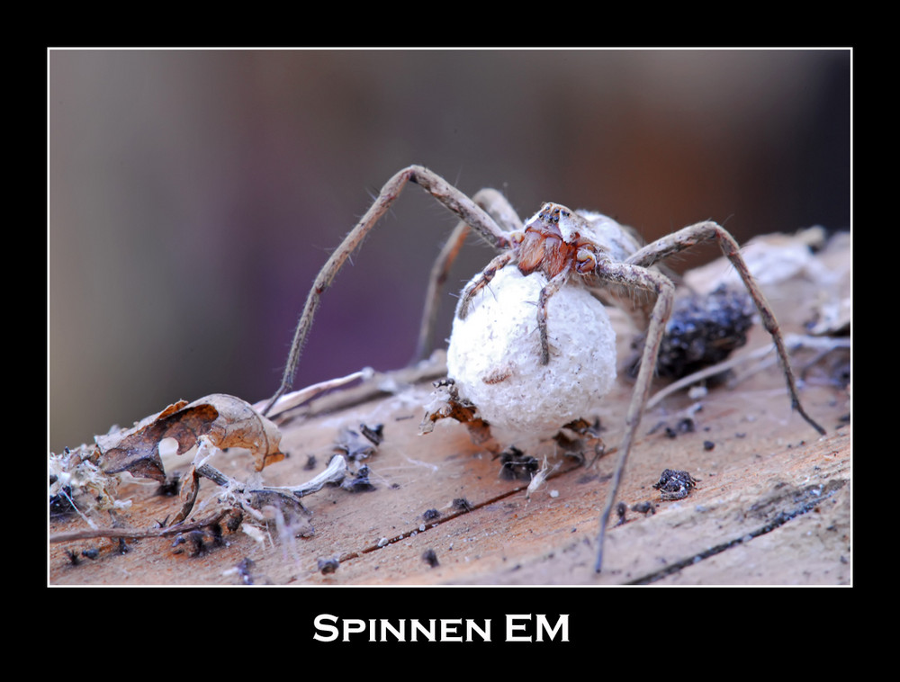 Spinnen EM