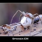 Spinnen EM