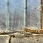 Spinnen - Fenster