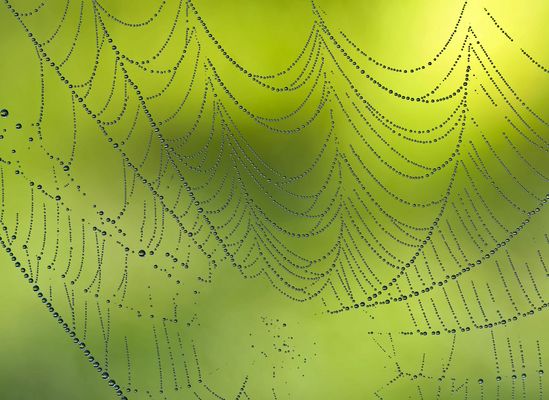 SPINNEN-FINE-ART! - L'araignée comme artiste...