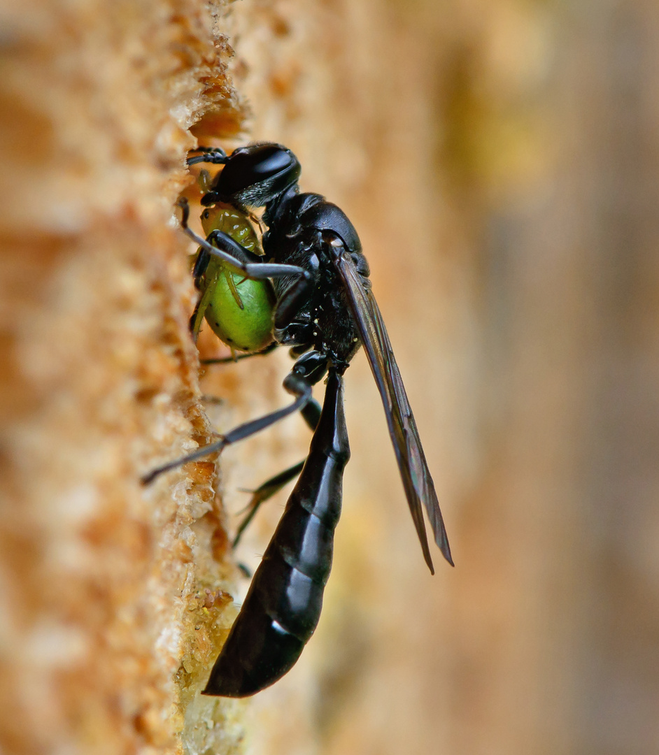 Spinnen-Grabwespe (Trypoxylon figulus) mit Kürbisspinne