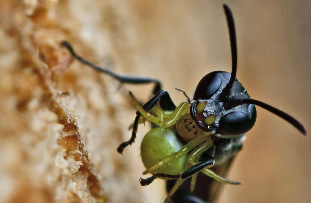 Spinnen-Grabwespe (Trypoxylon figulus) mit Kürbisspinne als Beute