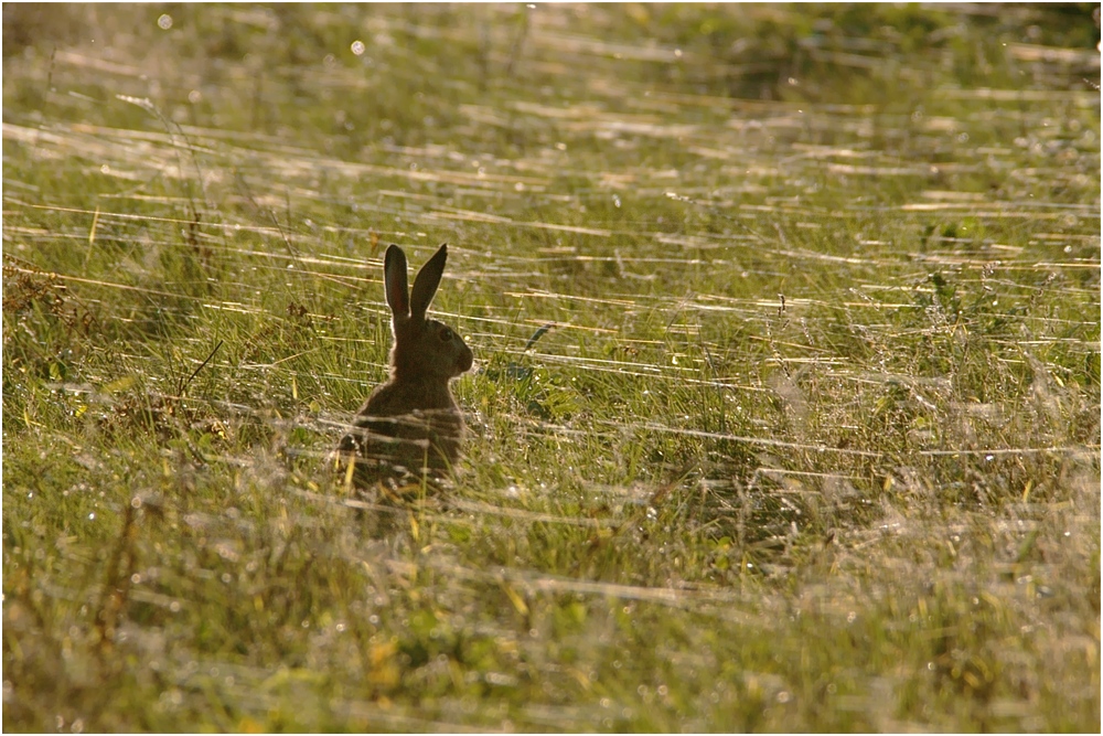 Spinnen im Hasenland