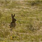 Spinnen im Hasenland