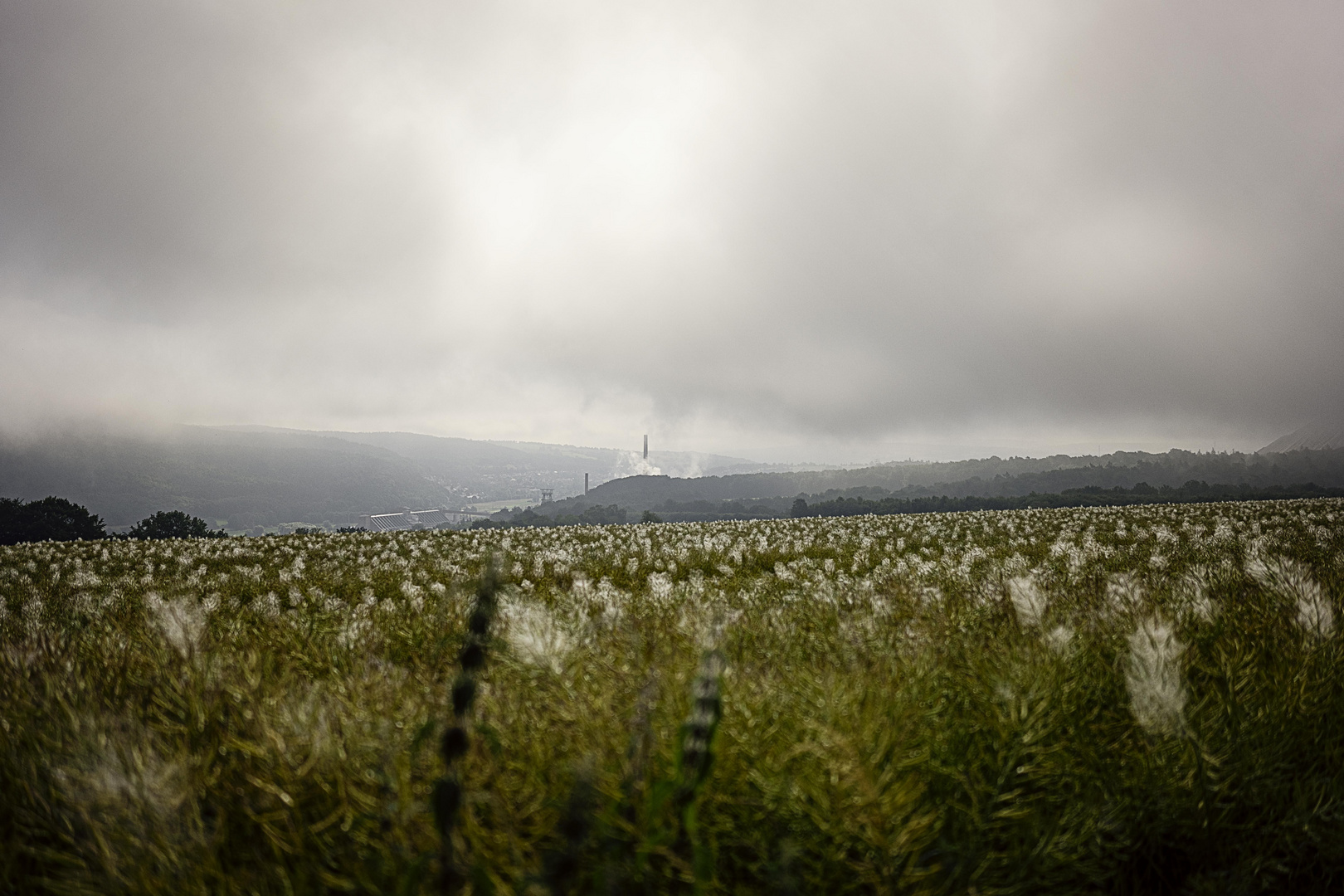 Spinnen im morgen Nebel 