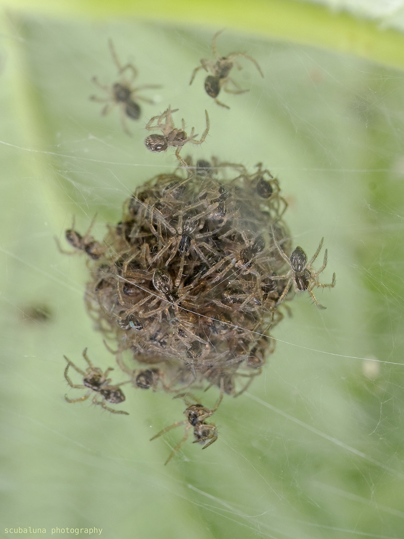 Spinnen im Nest