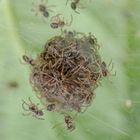 Spinnen im Nest