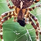 Spinnen im Netz 