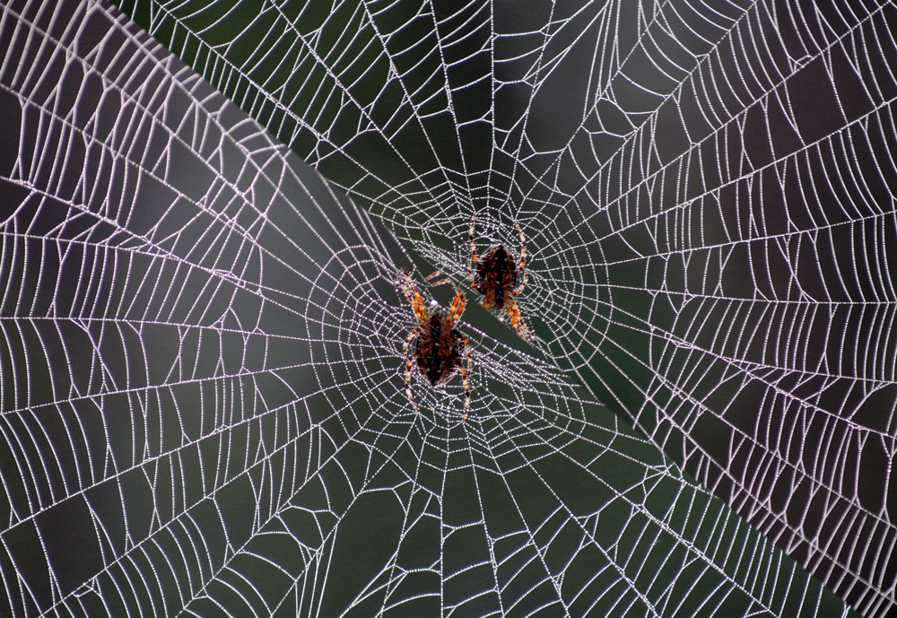 Spinnen im Netz