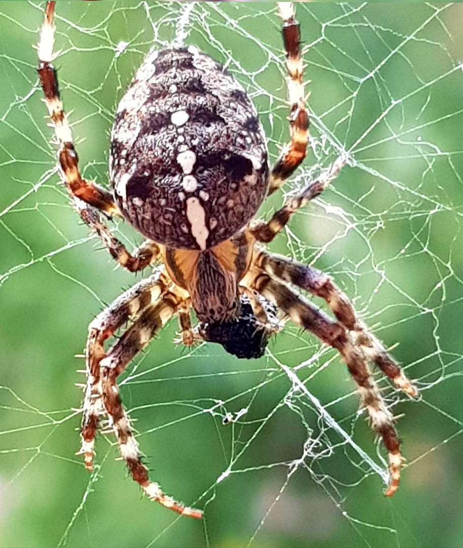 Spinnen im Netz 