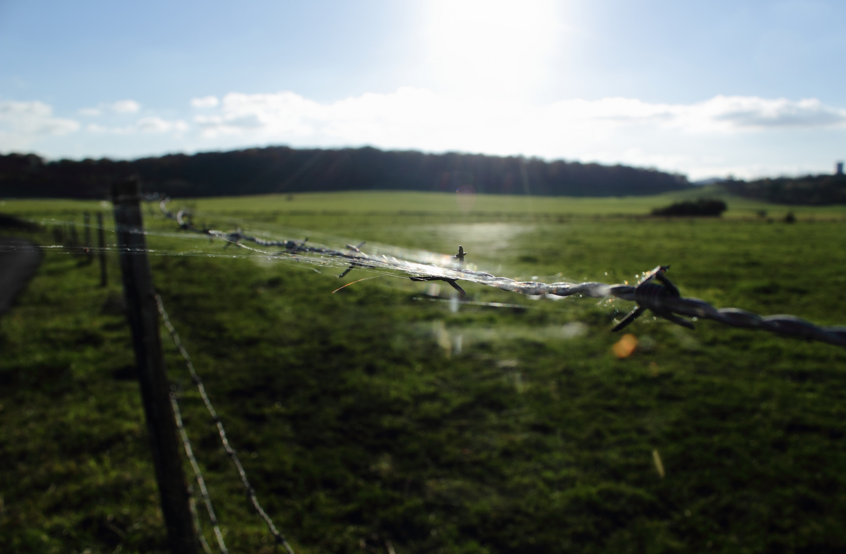 Spinnen im Wind