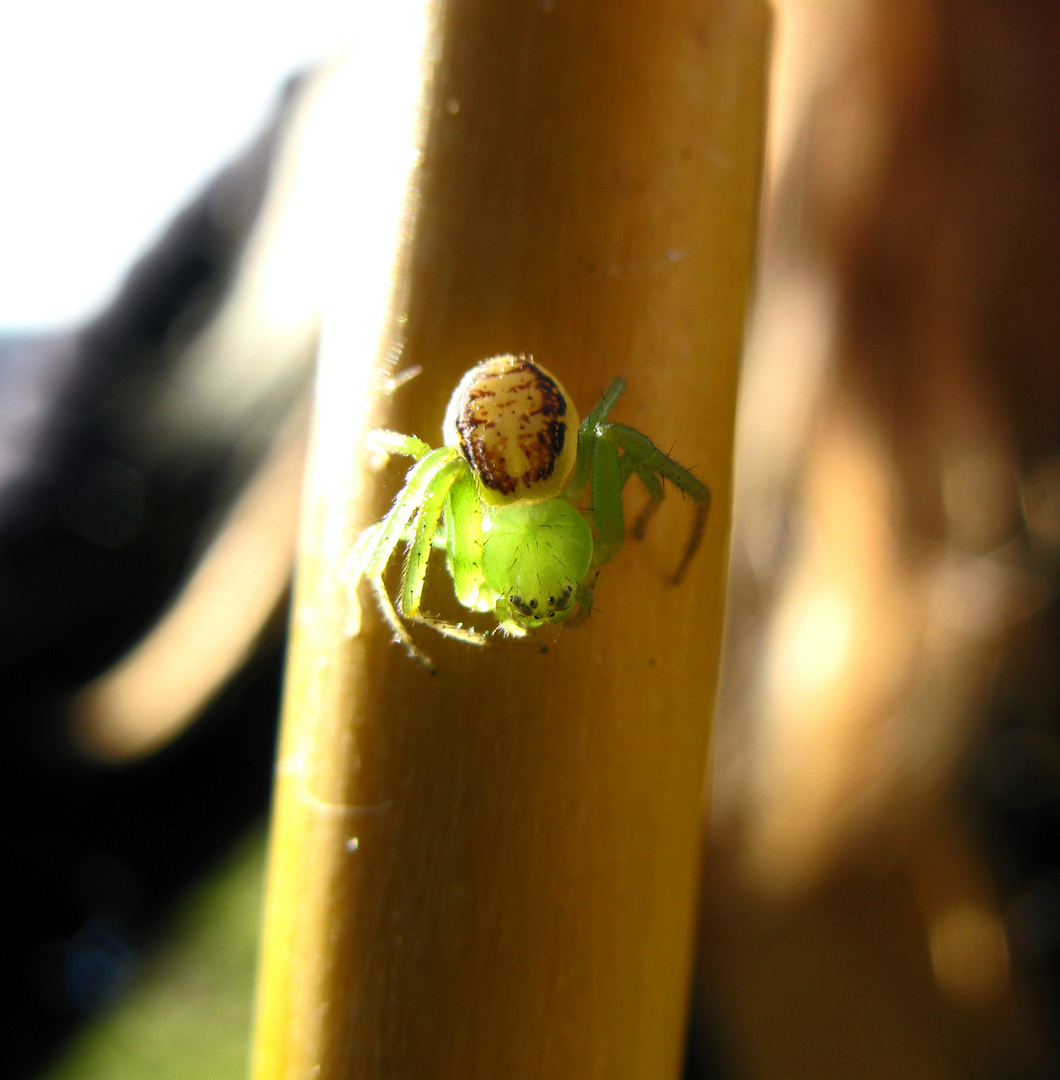 Spinnen-Macro