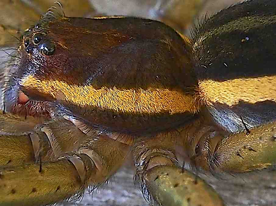 Spinnen-Macro (Dolomedes fimbriatus)