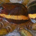 Spinnen-Macro (Dolomedes fimbriatus)