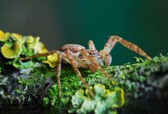 Spinnen-Männchen unbekannt