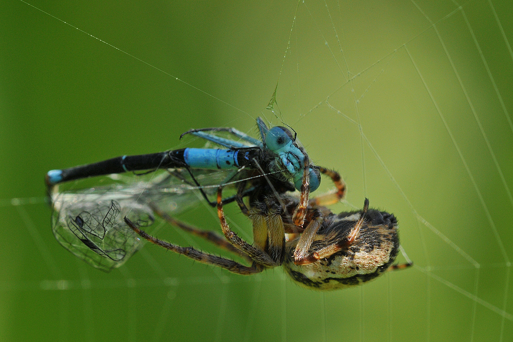 Spinnen – Mahlzeit mit Libelle