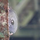 Spinnen-Netz