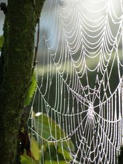 Spinnen-Netz in der Herbst-Frühe   PA030087