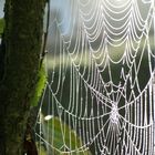 Spinnen-Netz in der Herbst-Frühe   PA030087