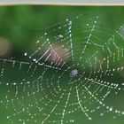 Spinnen-Netz mal anders