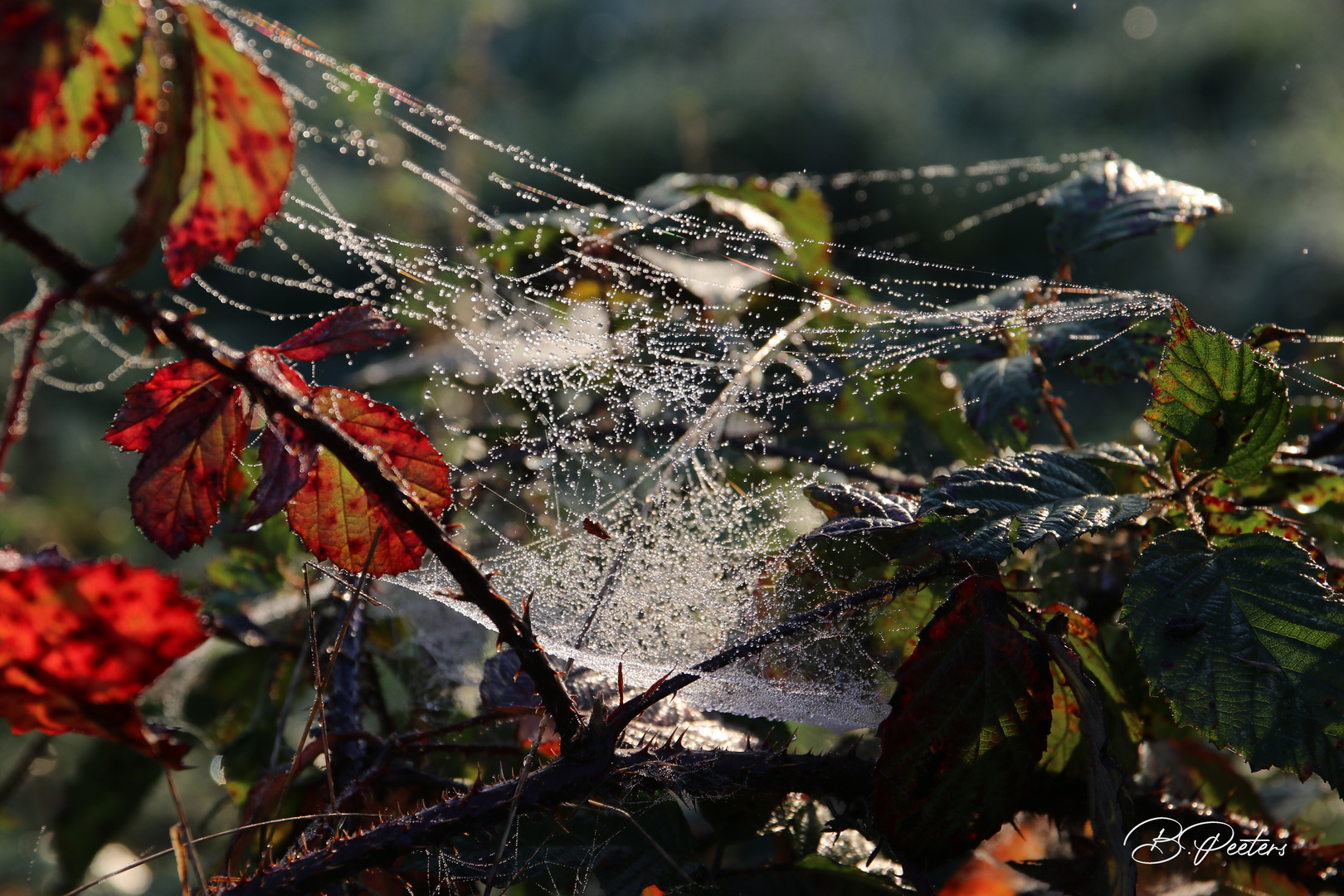 Spinnen-Netz mit Morgentau