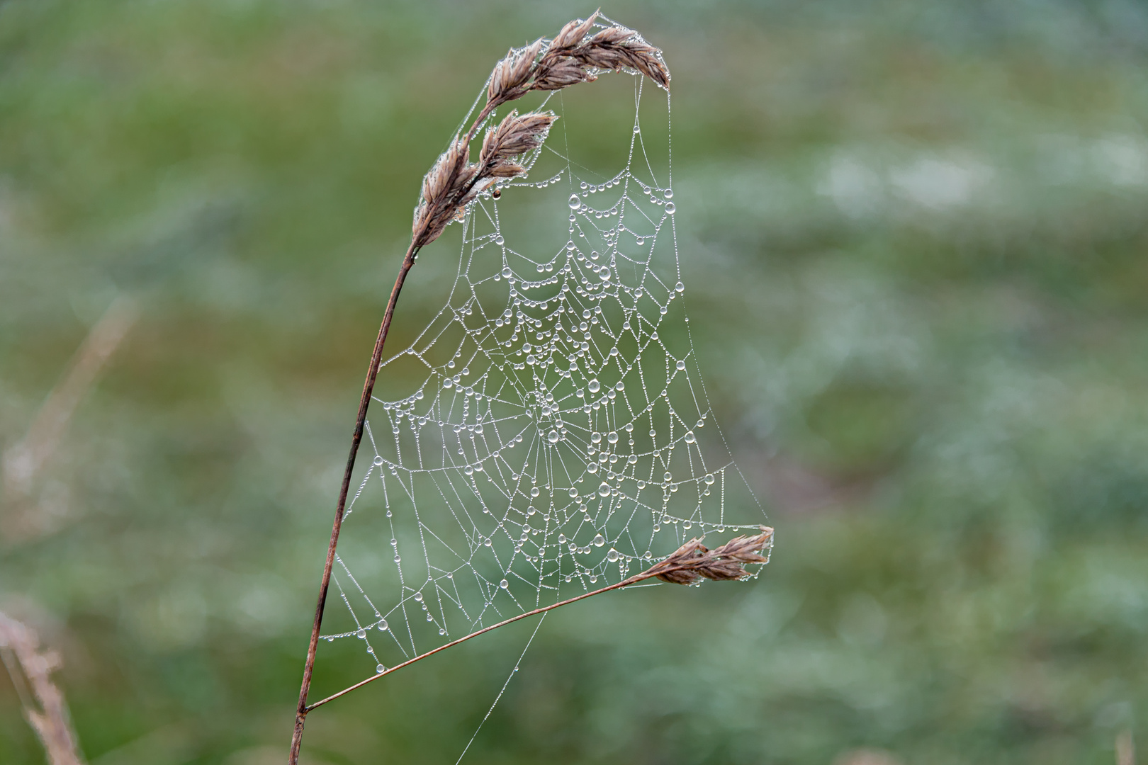 Spinnen Netz mit Tau