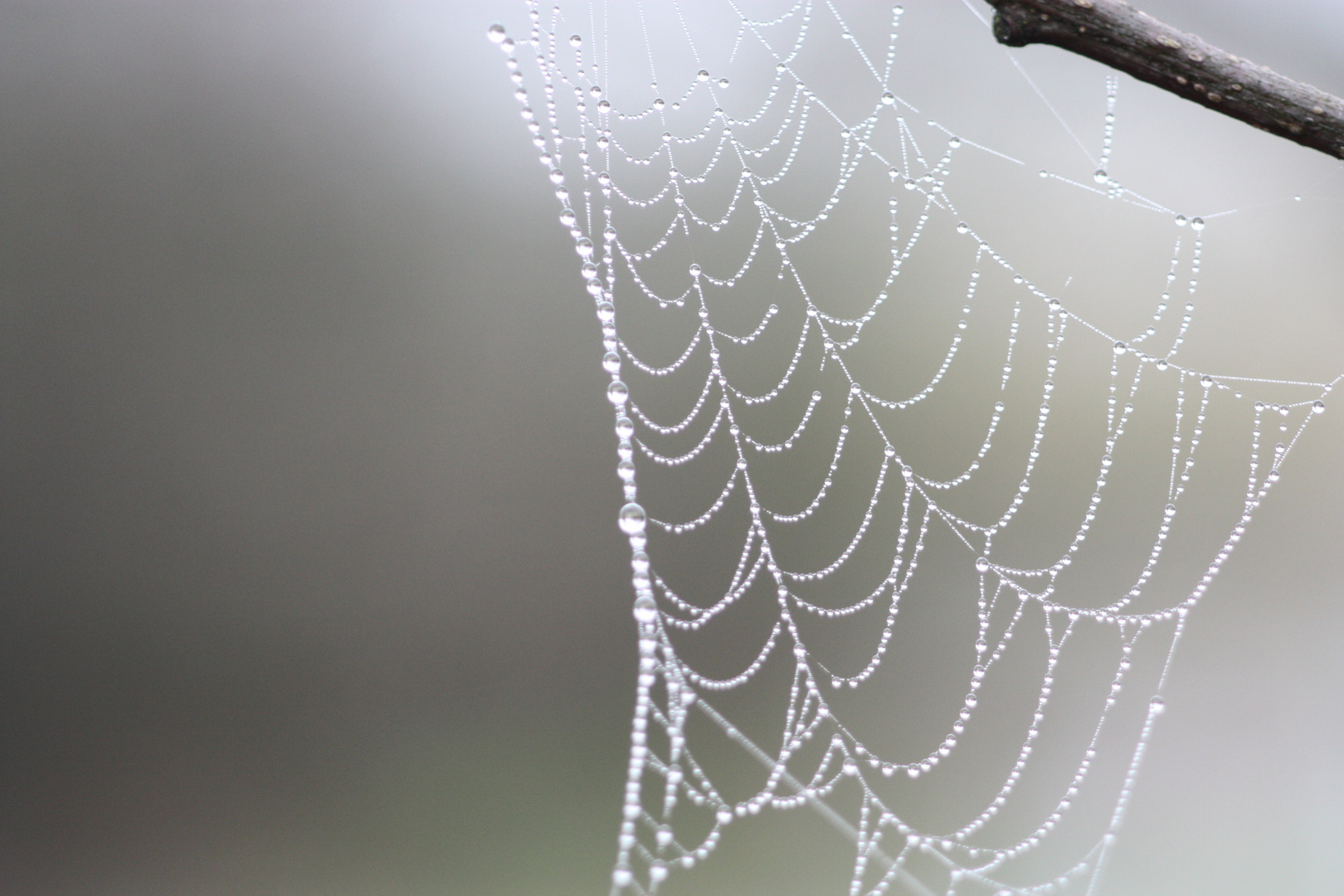 Spinnen-Netz mit Tautropfen