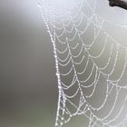Spinnen-Netz mit Tautropfen
