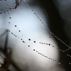 Spinnen Perlen