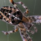 Spinnen-Portrait