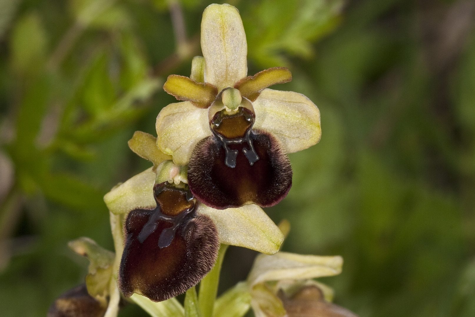 Spinnen-Ragwurz 2 (Ophrys sphegodes)