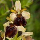 Spinnen-Ragwurz 2 (Ophrys sphegodes)