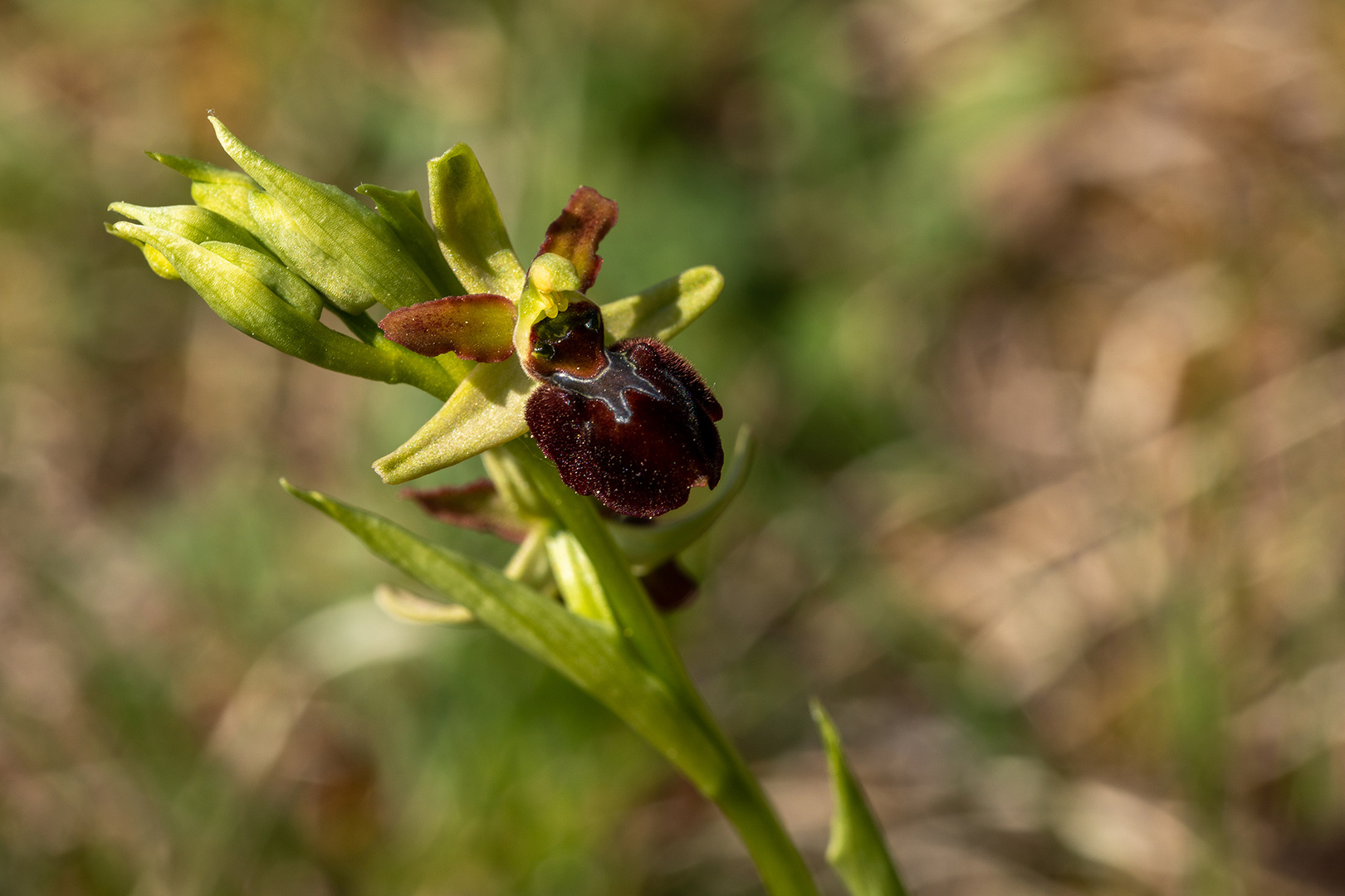 SpinnenRagwurz Foto & Bild pflanzen, pilze & flechten, blüten