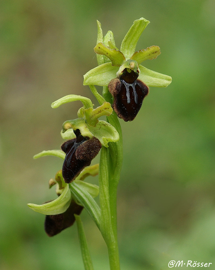 Spinnen-Ragwurz (Ophrys sphecodes)