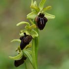 Spinnen-Ragwurz (Ophrys sphecodes)