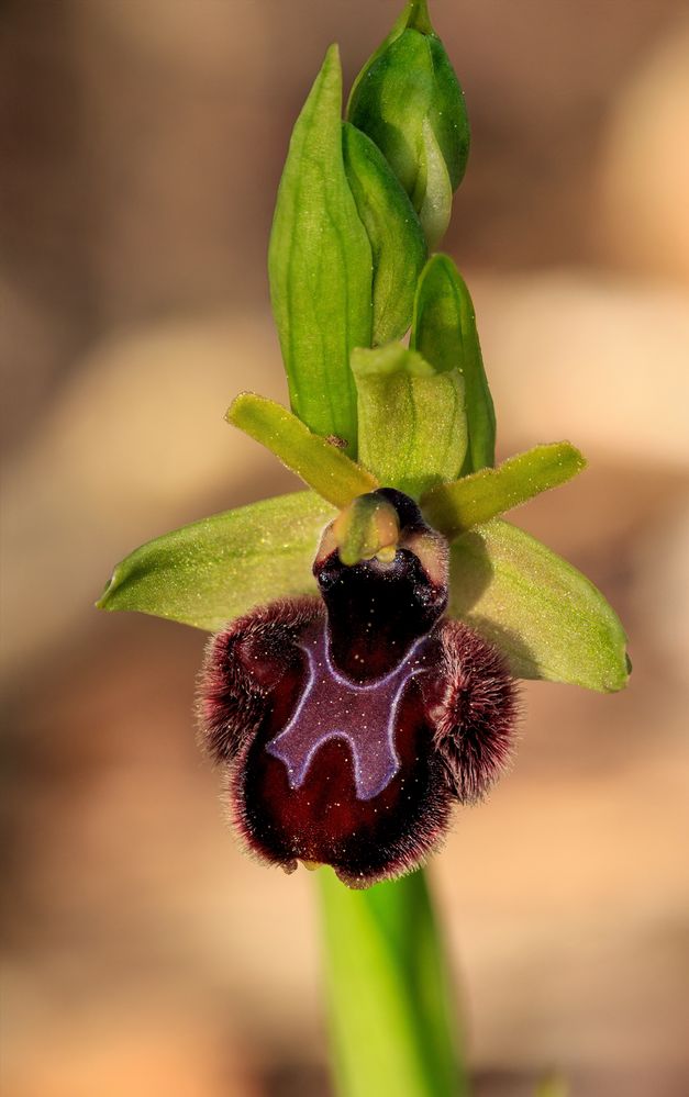 Spinnen-Ragwurz (Ophrys sphegodes)