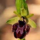 Spinnen-Ragwurz (Ophrys sphegodes)