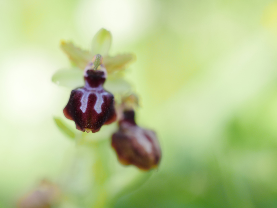 Spinnen-Ragwurz (Ophrys sphegodes)