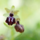 Spinnen-Ragwurz (Ophrys sphegodes)