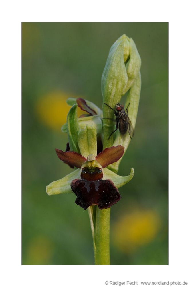 Spinnen-Ragwurz (Ophrys sphegodes)