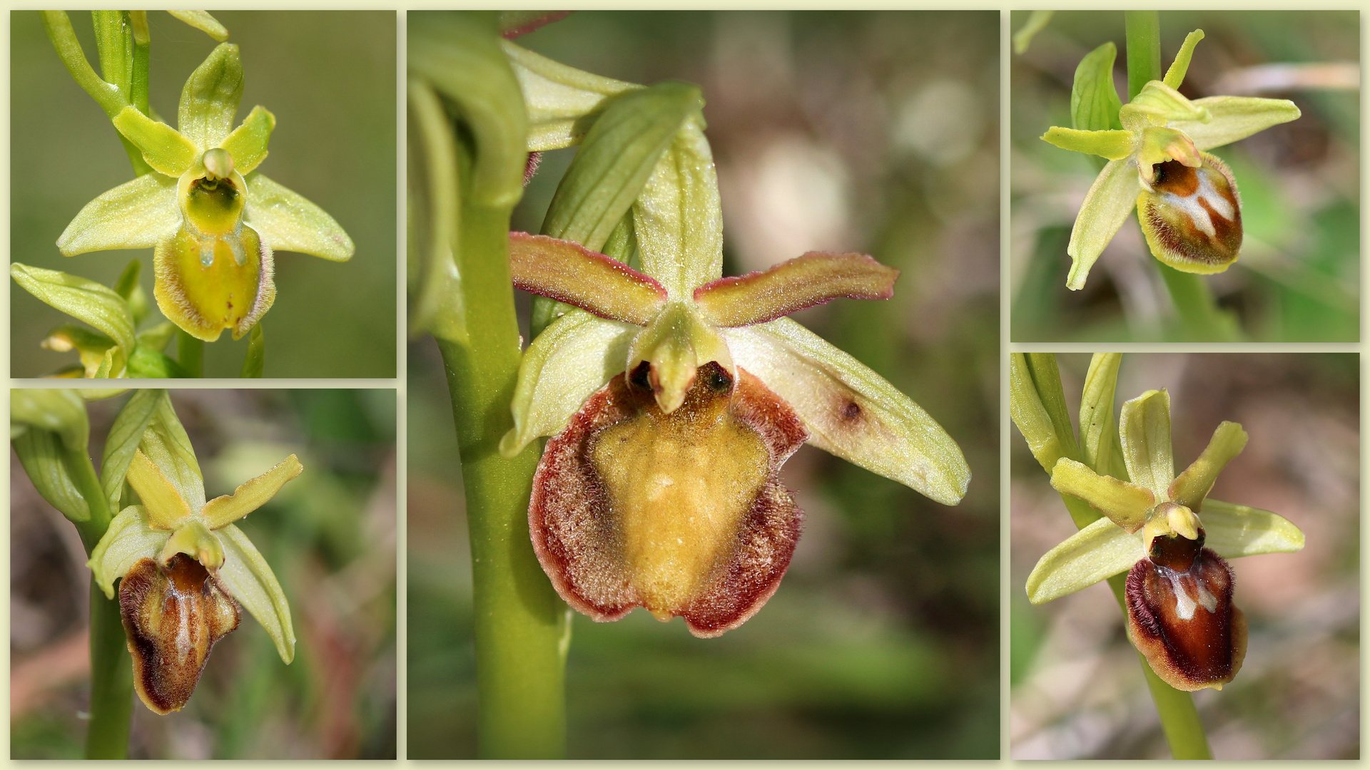 Spinnen-Ragwurz (Ophrys sphegodes).