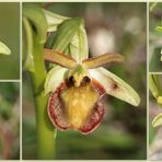 Spinnen-Ragwurz (Ophrys sphegodes).