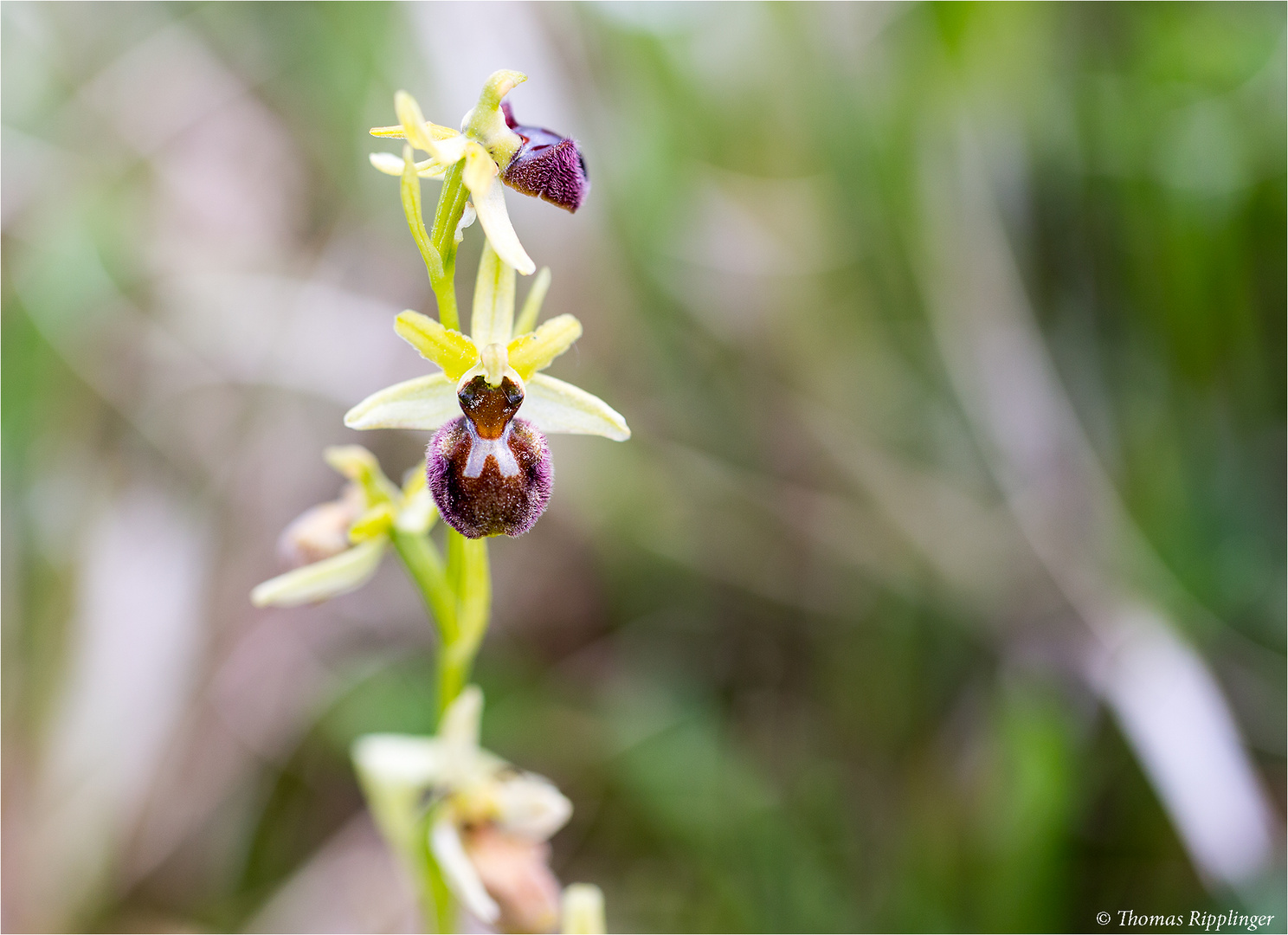 Spinnen-Ragwurz (Ophrys sphegodes) . .