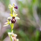 Spinnen-Ragwurz (Ophrys sphegodes) . .