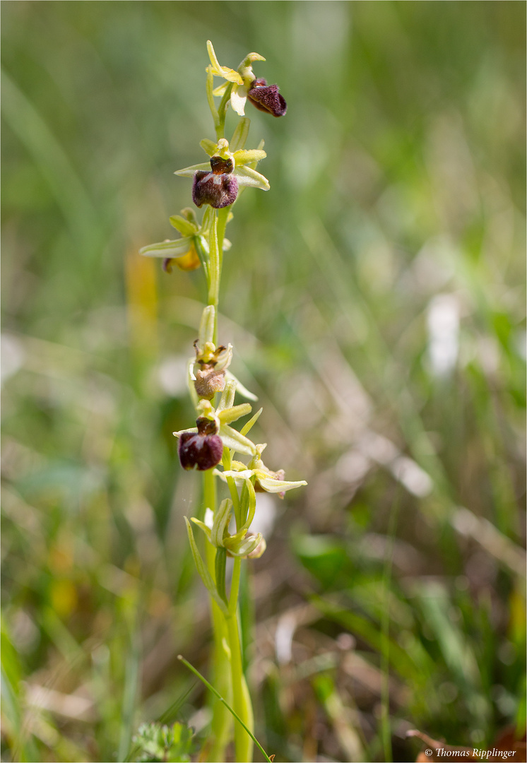 Spinnen-Ragwurz (Ophrys sphegodes) ......