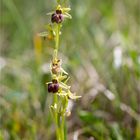 Spinnen-Ragwurz (Ophrys sphegodes) ......