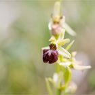 Spinnen-Ragwurz (Ophrys sphegodes) ..